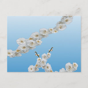 Korea Cherry Blossom White Briefkaart