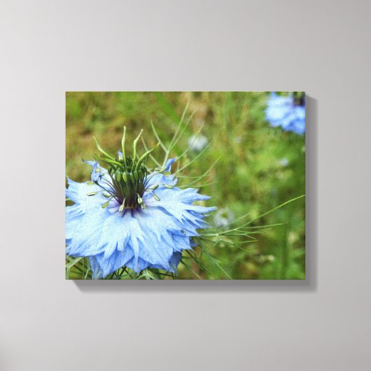 Korenbloem Canvas Print (Voorkant)