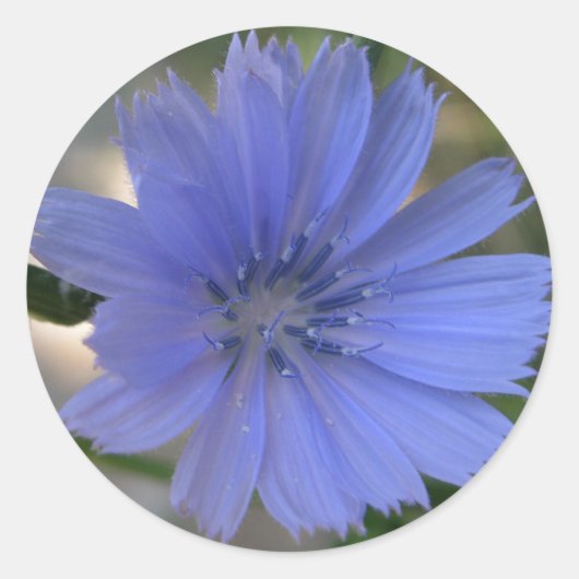 Korenbloem Sticker (Voorkant)