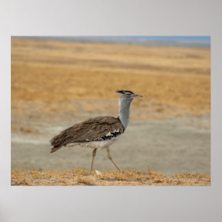 Kori Bustard, de zwaarste vliegende vogel van Afri Poster