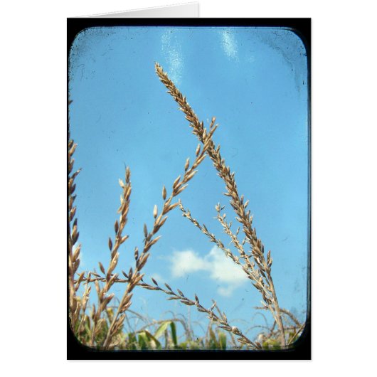 Korn aan de hemel (Voorkant)