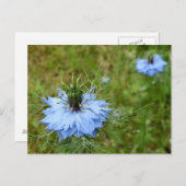 Kornbloem Briefkaart (Voorkant / Achterkant)