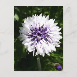 kornbloem briefkaart
