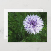 Kornbloem Briefkaart (Voorkant / Achterkant)