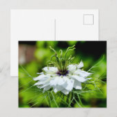 Kornbloem Briefkaart (Voorkant / Achterkant)