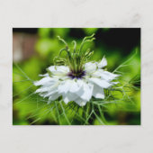 Kornbloem Briefkaart (Voorkant)