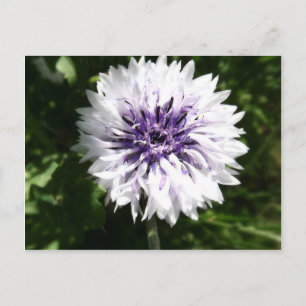 kornbloem briefkaart