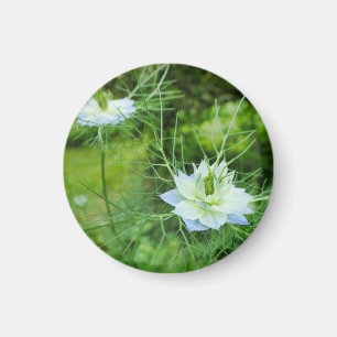 Kornbloem Magneet
