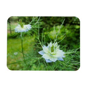 Kornbloem Magneet