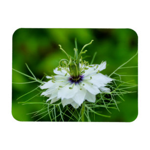 Kornbloem Magneet