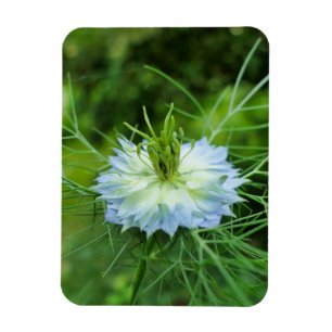 Kornbloem Magneet