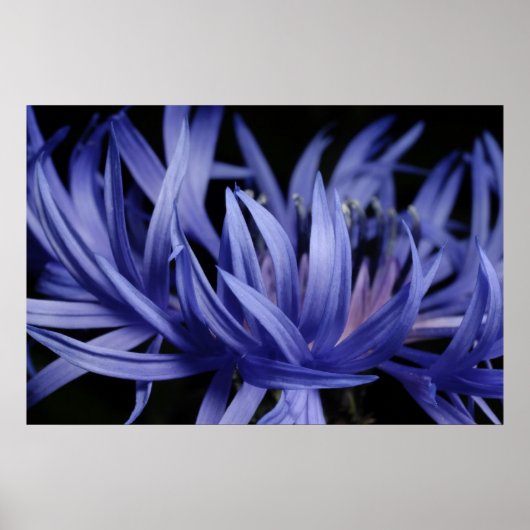 Kornbloem Poster (Voorkant)