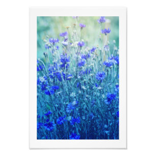 Kornbloemen Foto Afdruk