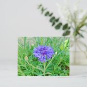 Kornblume Briefkaart (Staand voorkant)
