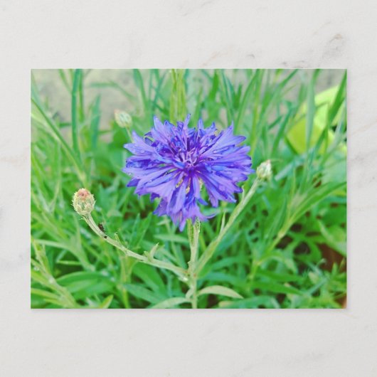 Kornblume Briefkaart (Voorkant)