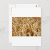 Kornblume Briefkaart (Voorkant / Achterkant)