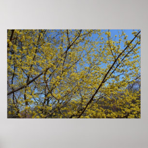 Kornoel kersenbloesem en blauwe lucht bloemen poster