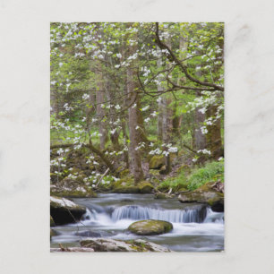 Kornoelje Bomen Great Smoky Mountain, Tennessee Briefkaart