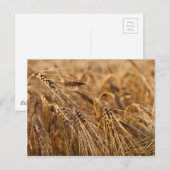 Kornveld met granen briefkaart (Voorkant / Achterkant)