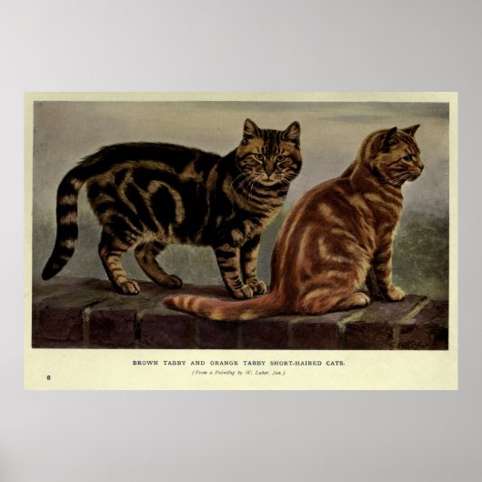  korrelig kat (1902) poster (Voorkant)