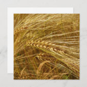 Korrels van tarwe in het veld. Het is oogsttijd! (Voorkant / Achterkant)