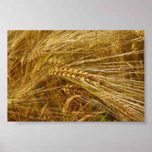 Korrels van tarwe in het veld. Het is oogsttijd! Poster