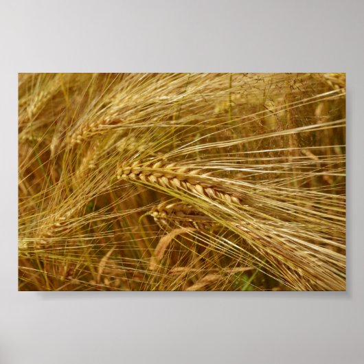 Korrels van tarwe in het veld. Het is oogsttijd! Poster (Voorkant)