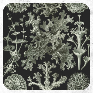 Korsmos door Ernst Haeckel, Vintage Natuur Planten Ronde Sticker