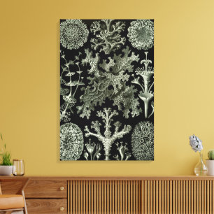 Korstmos door Ernst Haeckel, Oude Natuurplanten Canvas Afdruk