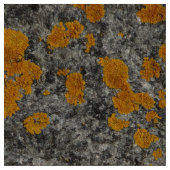 korstmos op granietfotostof stof (Close Up)