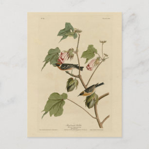 Korte broekriem - Amerikaanse vogels van Audubon Briefkaart