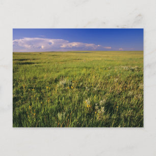 Korte grassteppe in afgelegen noordoostelijk briefkaart