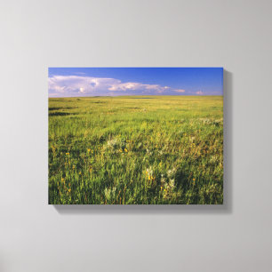 Korte grassteppe in afgelegen noordoostelijk canvas afdruk