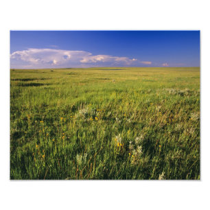 Korte grassteppe in afgelegen noordoostelijk foto afdruk