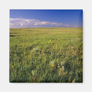 Korte grassteppe in afgelegen noordoostelijk magneet