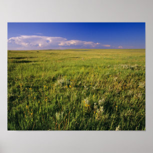 Korte grassteppe in afgelegen noordoostelijk poster