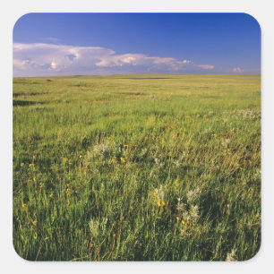 Korte grassteppe in afgelegen noordoostelijk vierkante sticker