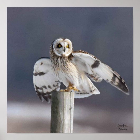 Korte haver 2 poster (Voorkant)