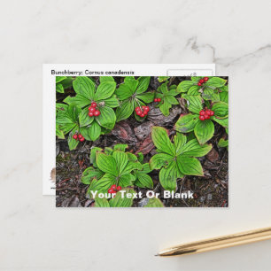 Korte Kornoelje Met Bessen Briefkaart