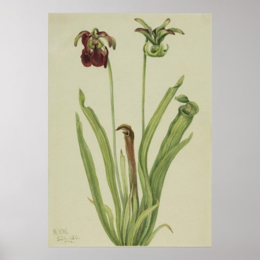 Korte Pitcherplant (Sarracenia rubra) Poster (Voorkant)