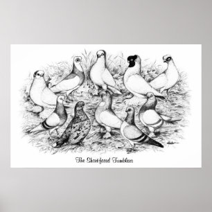 Kortgelige tumblers poster