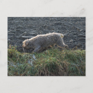 Korthals Griffon - Tsjip roamt land Briefkaart