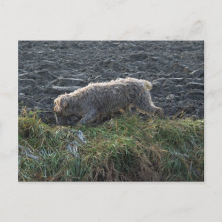 Korthals Griffon - Tsjip roamt land Briefkaart