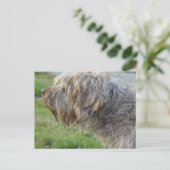 Korthals Griffon - Tsjip-smeltkippen Briefkaart (Staand voorkant)