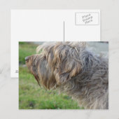 Korthals Griffon - Tsjip-smeltkippen Briefkaart (Voorkant / Achterkant)