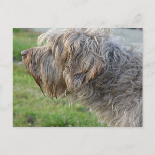 Korthals Griffon - Tsjip-smeltkippen Briefkaart