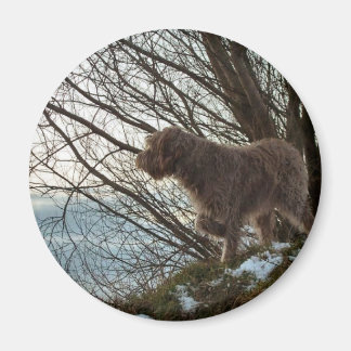 Korthals Griffon - Tsjip wijst Magneet