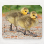 Korting op de parade: Canada Goose Goslings Muismat (Voorkant)