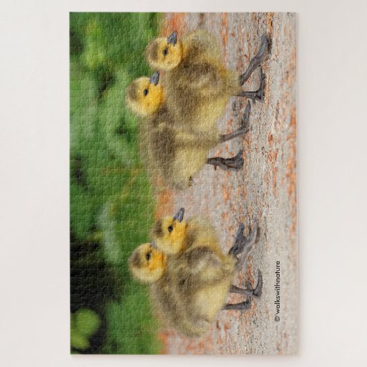 Korting op parade: Canada Goose Goslings Legpuzzel (Verticaal)