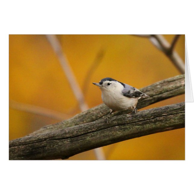 Kortsnuitkever (Voorkant Horizontaal)